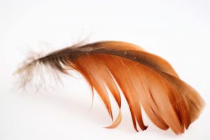 feather-1626492_1280