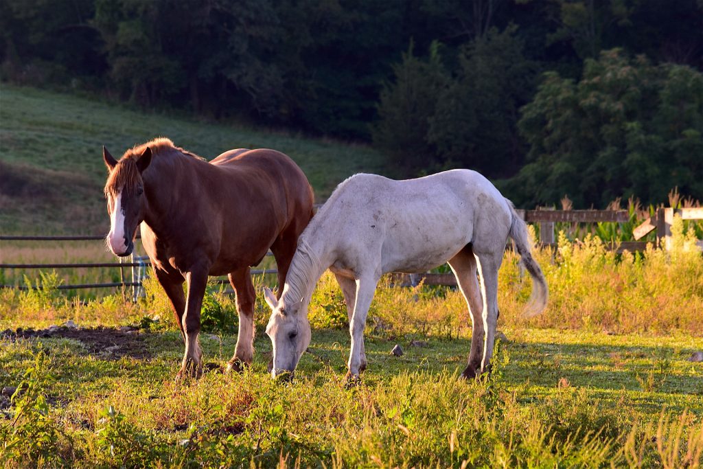 horses-2737942_1920