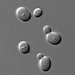 https://pl.wikipedia.org/wiki/Saccharomyces_cerevisiae#/media/Plik:S_cerevisiae_under_DIC_microscopy.jpg